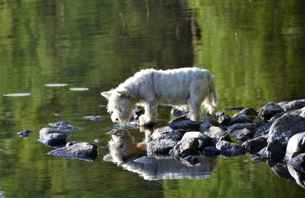 koira, westie