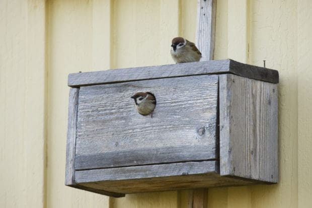 Pikkuvarpunen, pönttöbongaus