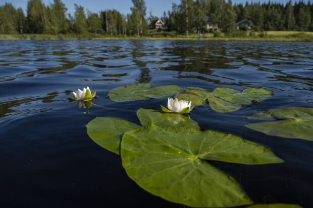 Nuottajärvellä lumpeenkukkia