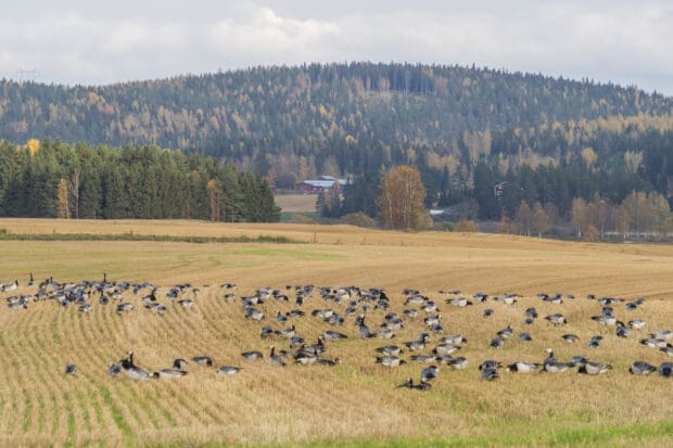 Valkoposkihanhia pellolla Orivedellä