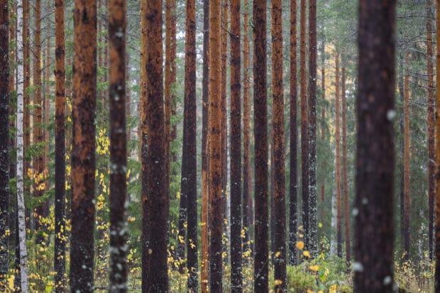 metsätilan sukupolvenvaihdos Orivesi