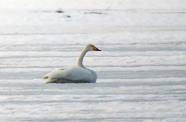 laulujoutsen jäällä