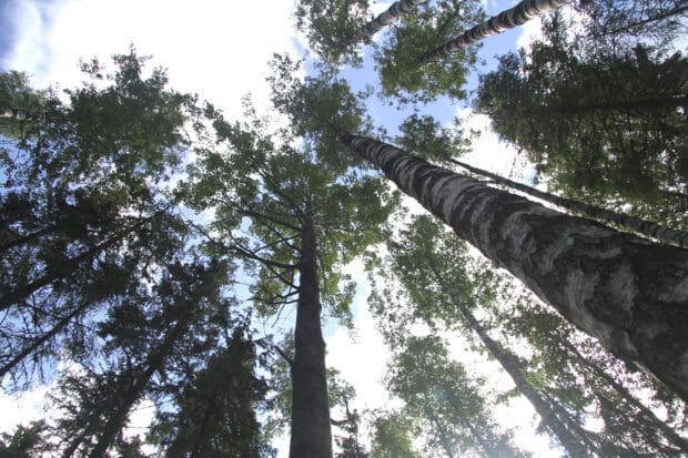 Orivesiläistä metsämaisemaa. Kuva: Markus Puolakanaho