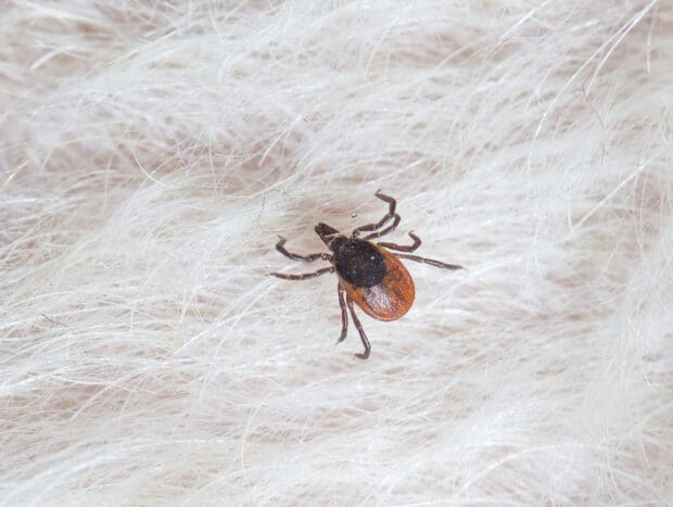 HUOM!! vain kertakäyttöoikeus, ei saa enää käyttää jutuissa!! Puutiainen eli punkki, punkit, Ixodes ricinus, koiran karvalla. Kuva: Erkki Oksanen, Luke