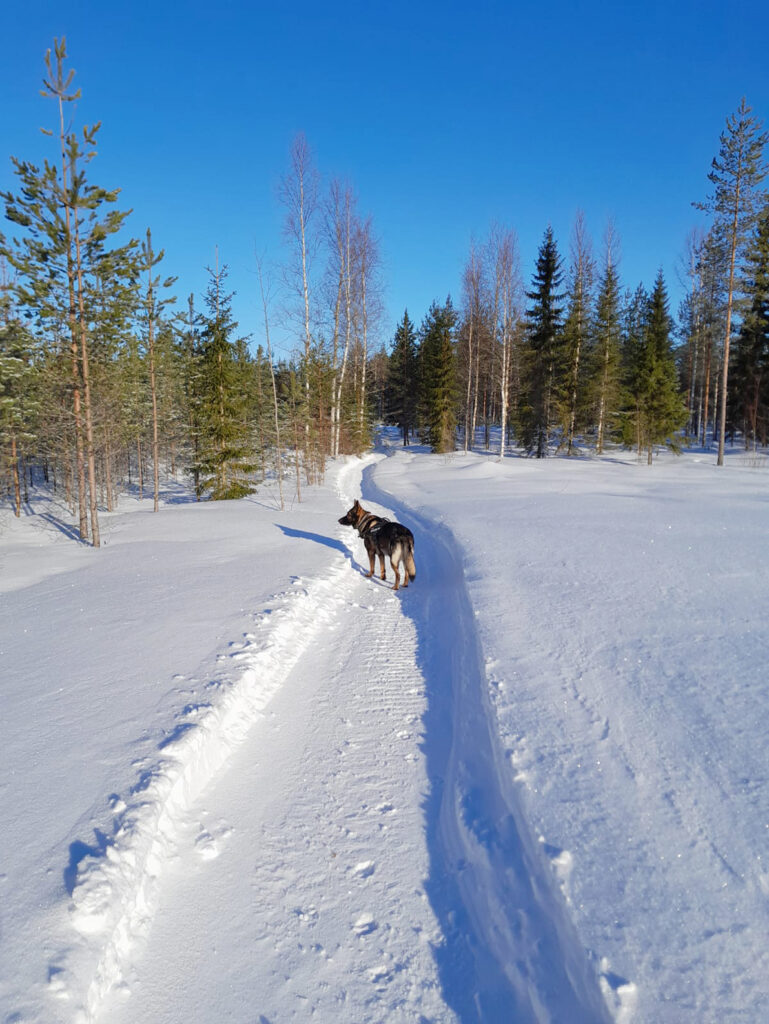 Käpylän koirapolku