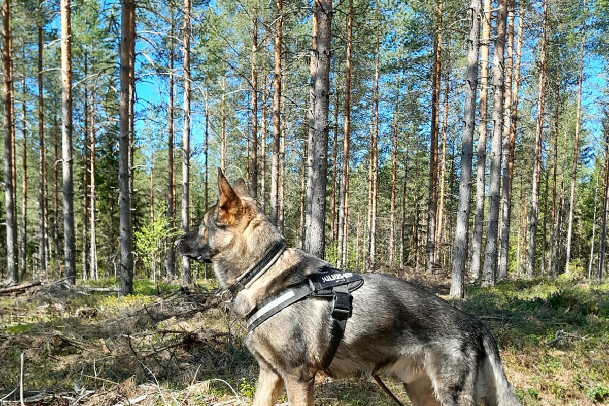 Korkeakoskelle koirametsä tulossa tänä kesänä – aitatarvikkeet valmiina odottamassa: ”Ajatus muhinut jo hyvän aikaa”