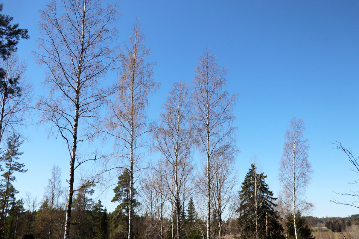 ”Koivun kukinta aivastuttaa ja kutittaa silmiä” – koivun lisäksi allergiaa kyselyyn vastanneille aiheuttavat kissat, katupöly ja hajusteet